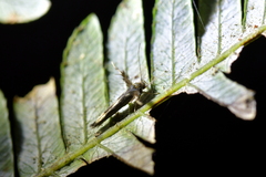 Stathmopoda coracodes