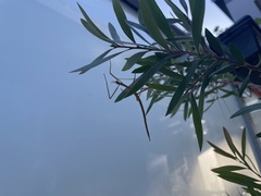 Anchiale austrotessulata