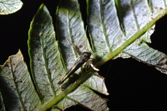Stathmopoda coracodes