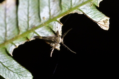 Stathmopoda coracodes