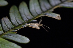 Stathmopoda coracodes