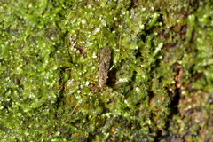 Amphineurus hudsoni