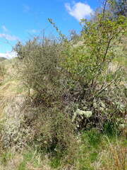 Olearia bullata