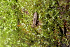 Amphineurus hudsoni