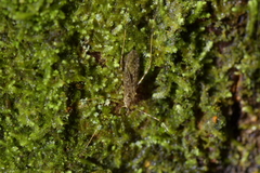 Amphineurus hudsoni