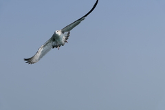 Ichthyaetus ichthyaetus