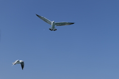 Ichthyaetus ichthyaetus