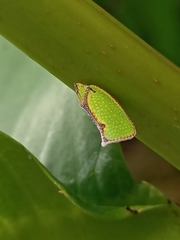 Salurnis marginella
