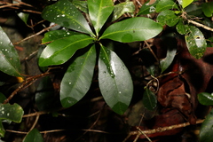 Planchonella australis