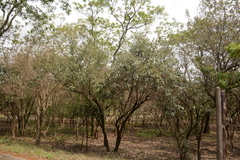 Brachylaena transvaalensis