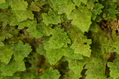 Trichocolea mollissima