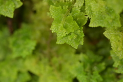 Trichocolea mollissima