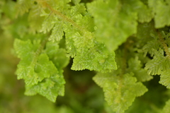 Trichocolea mollissima