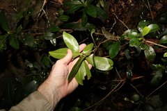 Planchonella australis