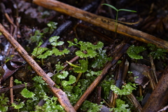 Hymenophyton flabellatum