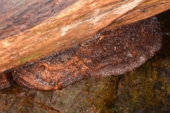 Hispidaedalea imponens