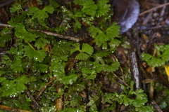 Hymenophyton flabellatum