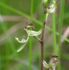 Arthrochilus prolixus