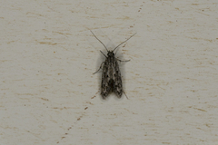 Heteromicta pachytera