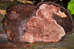 Hispidaedalea imponens