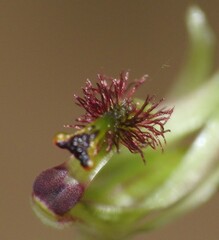 Arthrochilus prolixus