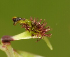 Arthrochilus prolixus