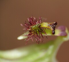 Arthrochilus prolixus