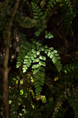 Adiantum cunninghamii