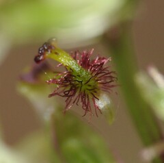 Arthrochilus prolixus