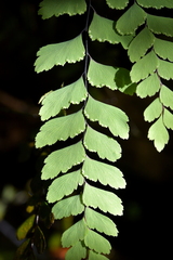 Adiantum cunninghamii
