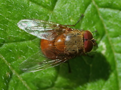 Calliphora ochracea