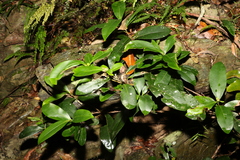 Planchonella australis