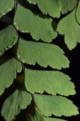 Adiantum cunninghamii