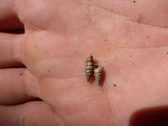 Microceramus texanus