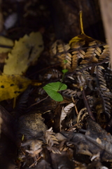 Acianthus sinclairii