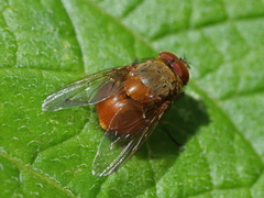 Calliphora ochracea