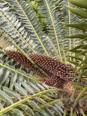 Encephalartos transvenosus