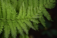 Leptopteris hymenophylloides