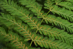 Leptopteris hymenophylloides