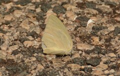 Catopsilia florella
