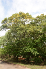 Pterocarpus rotundifolius