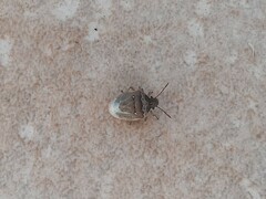 Eysarcoris ventralis