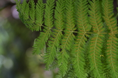 Leptopteris hymenophylloides