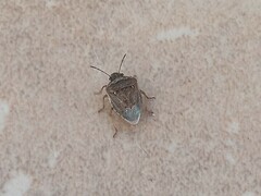 Eysarcoris ventralis