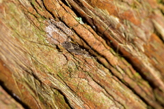 Amphineurus hudsoni