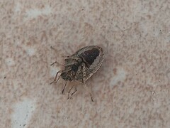 Eysarcoris ventralis