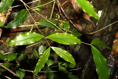 Melodinus australis