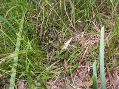 Arthrochilus prolixus