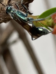 Chalybion bengalense