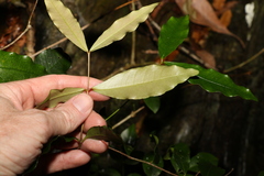 Melodinus australis